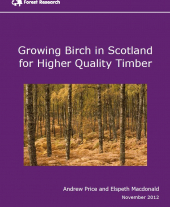 Growing Birch in Scotland for Higher Quality Timber